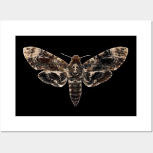 Death Head Moth | Skull Moth | Death Moth | Hawk Moth Posters and Art